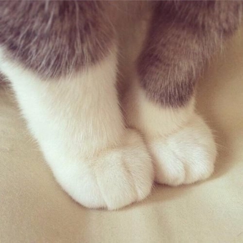 kitty