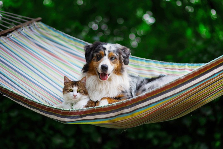 cat and dog friendship
