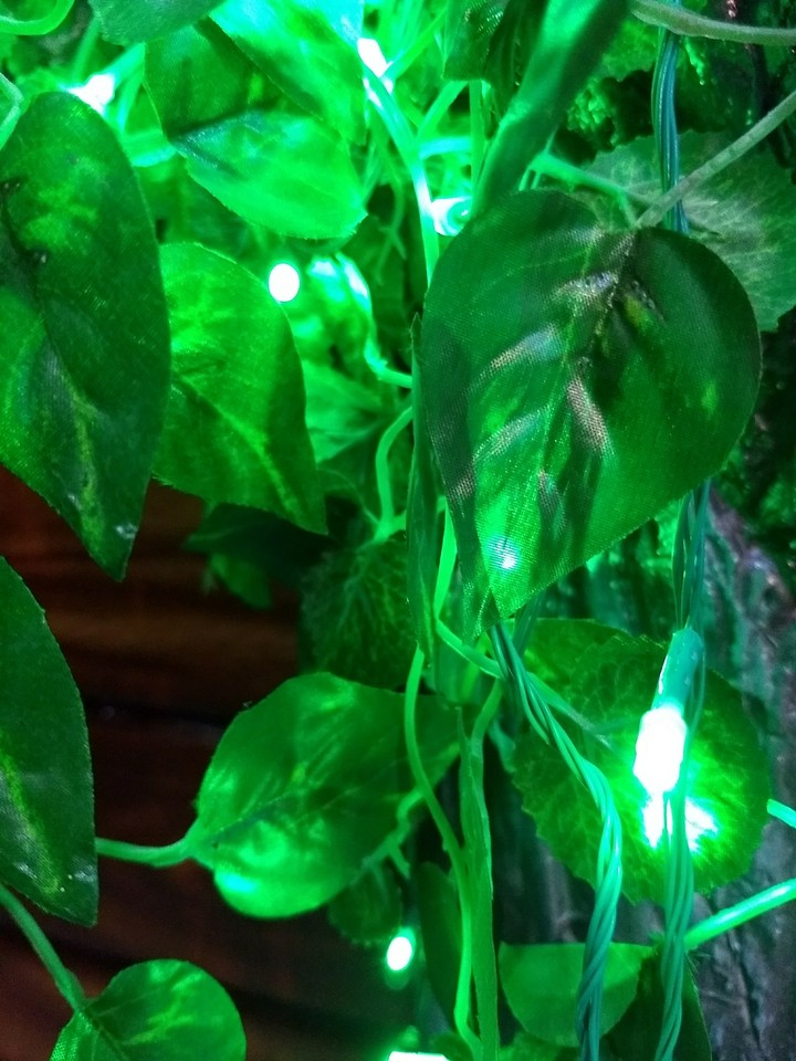 Leaves