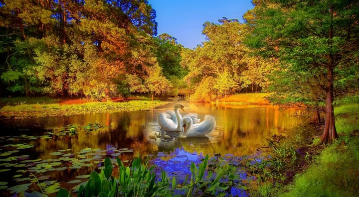 pond
