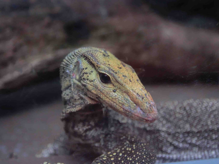 Crocodile