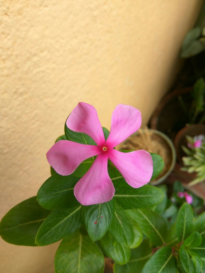 Blooming flowers