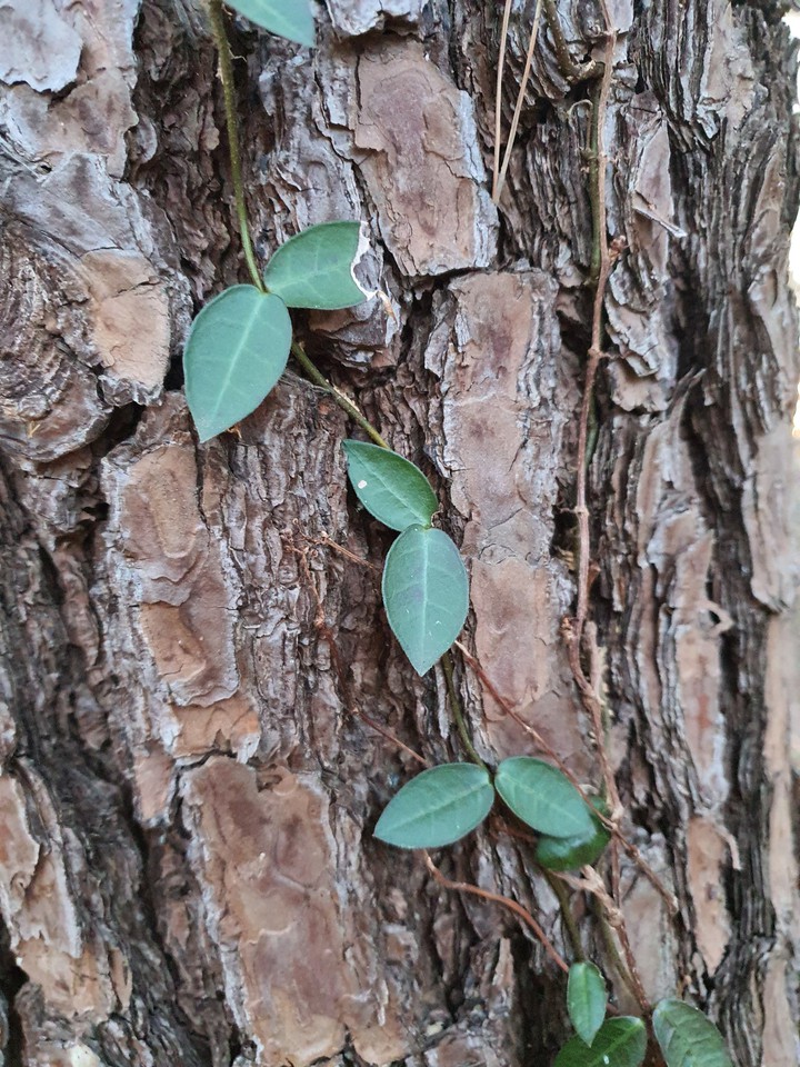 Pine
