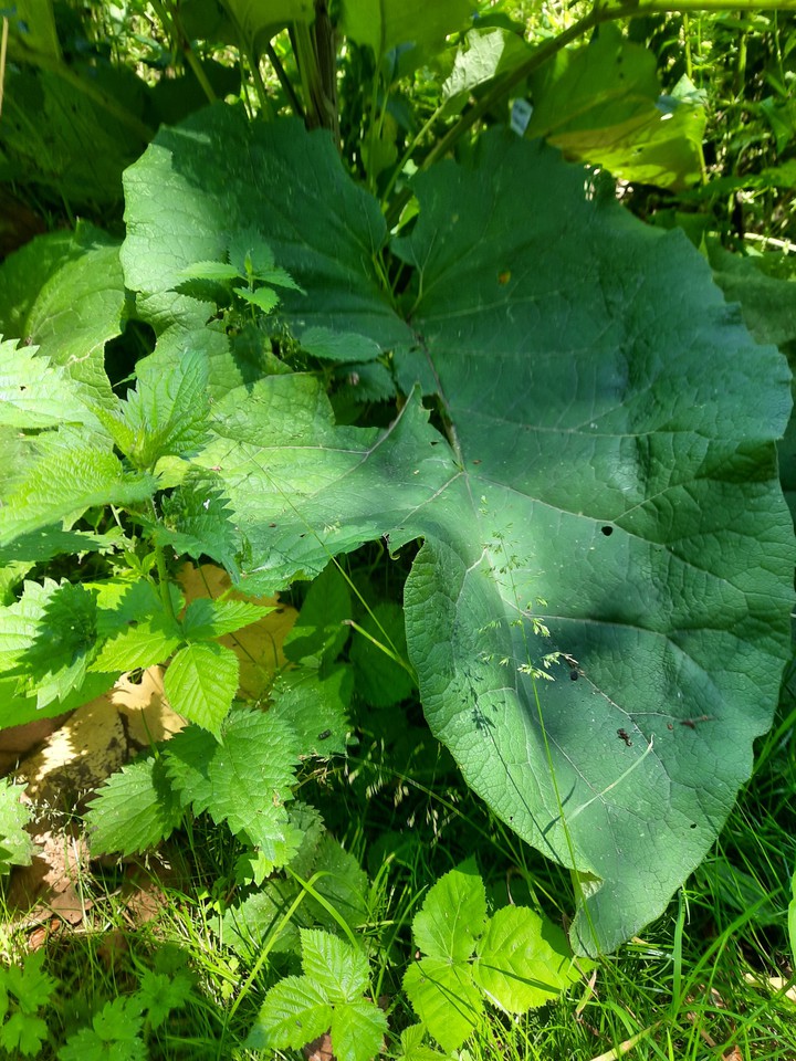 leaf
