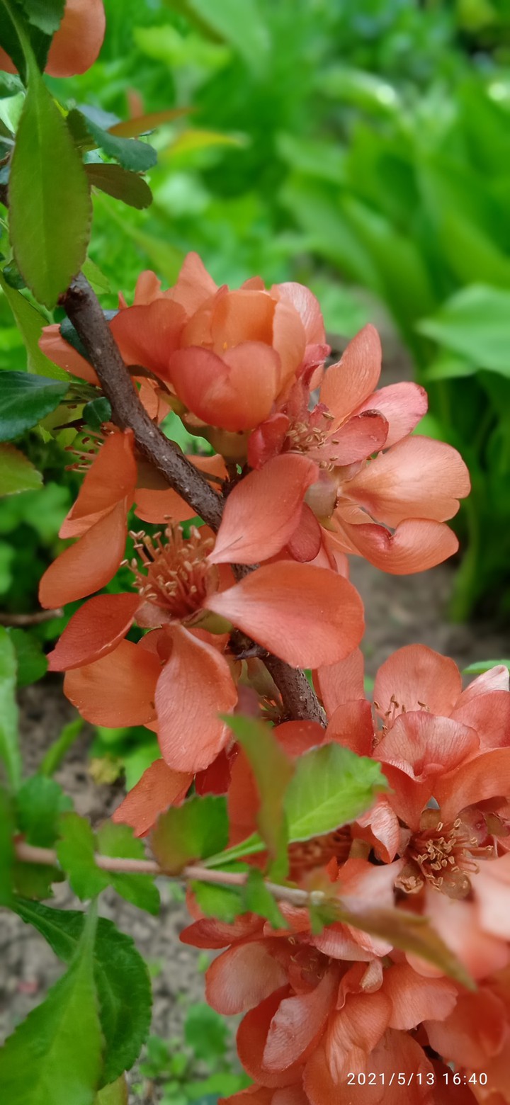 green & orange