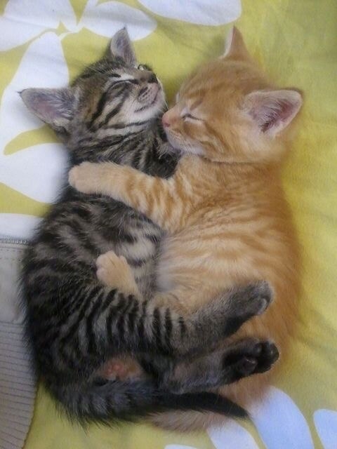 little cats...