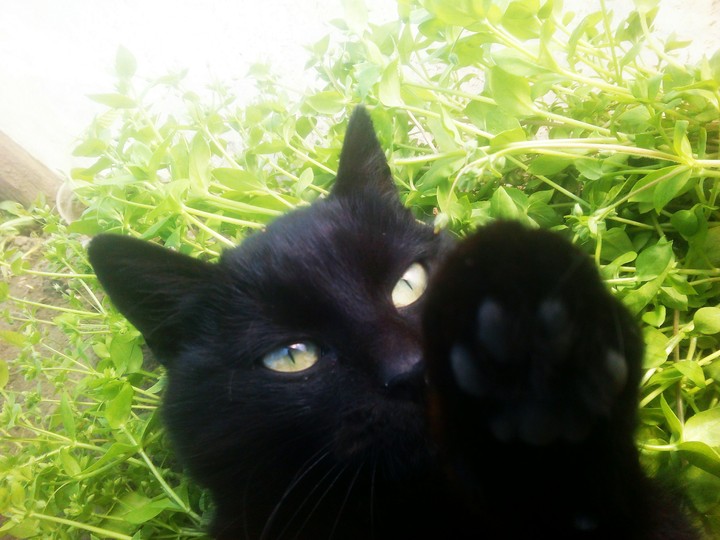 cat