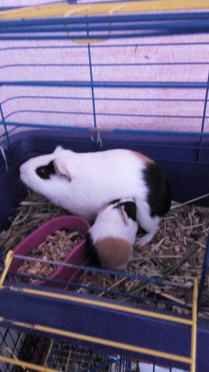 pig