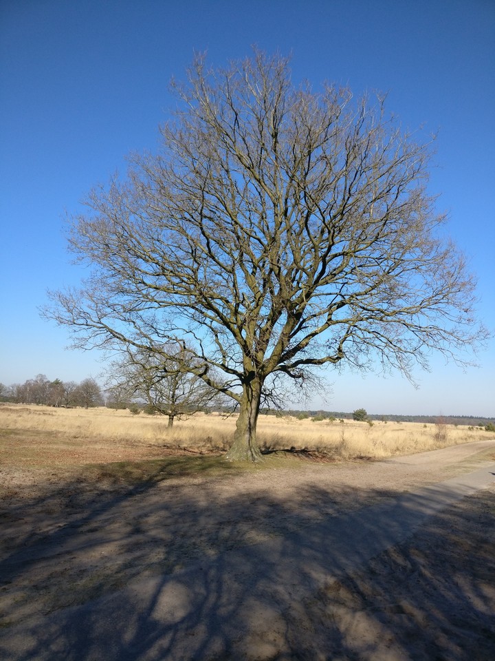 nature