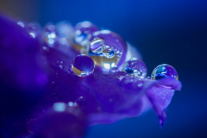 blue bolle