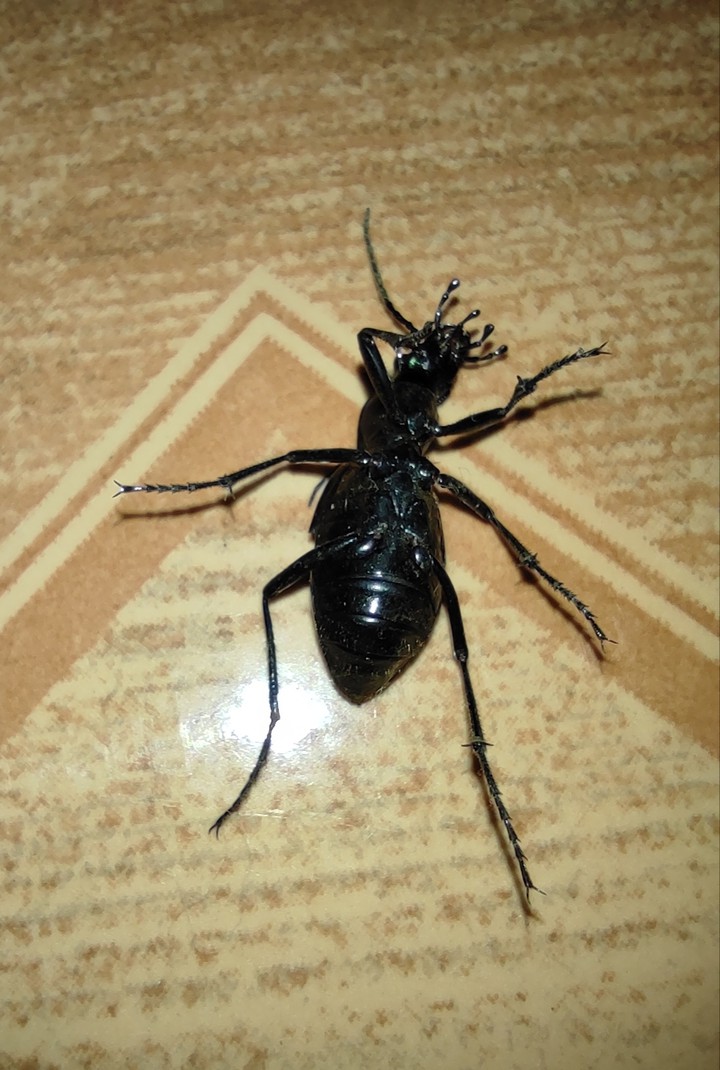 bicho
