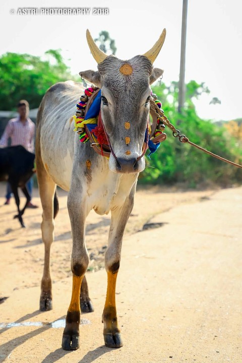 Manjuvirattu kandu