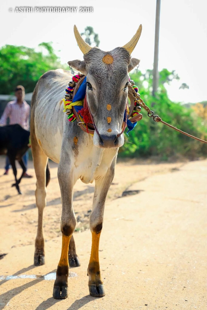 Manjuvirattu kandu