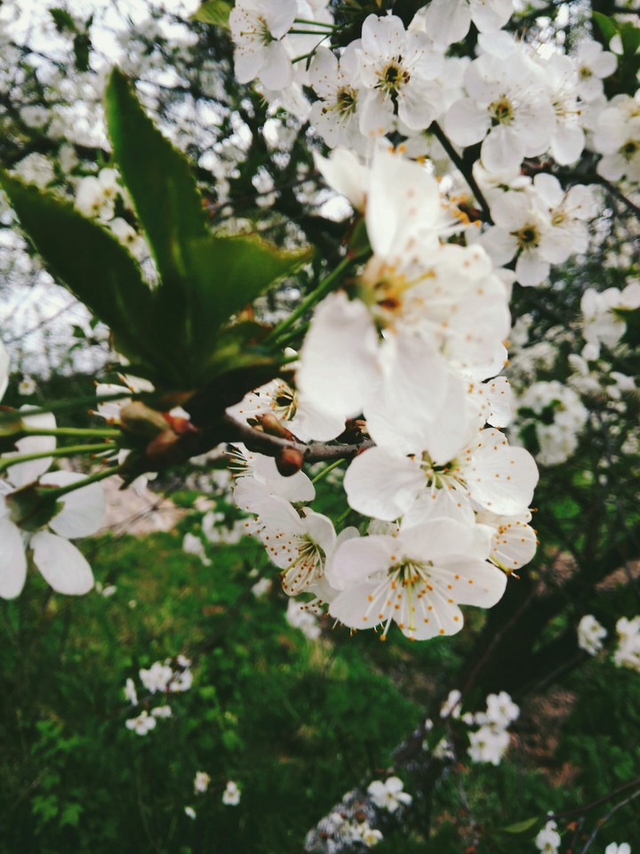 flowers