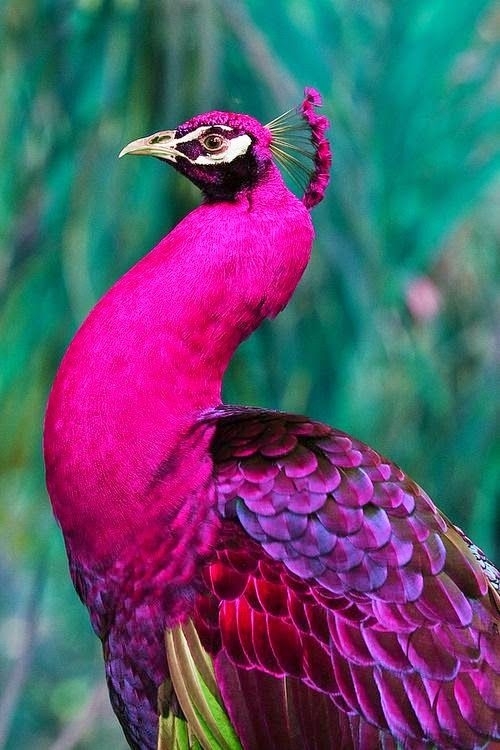 peacock