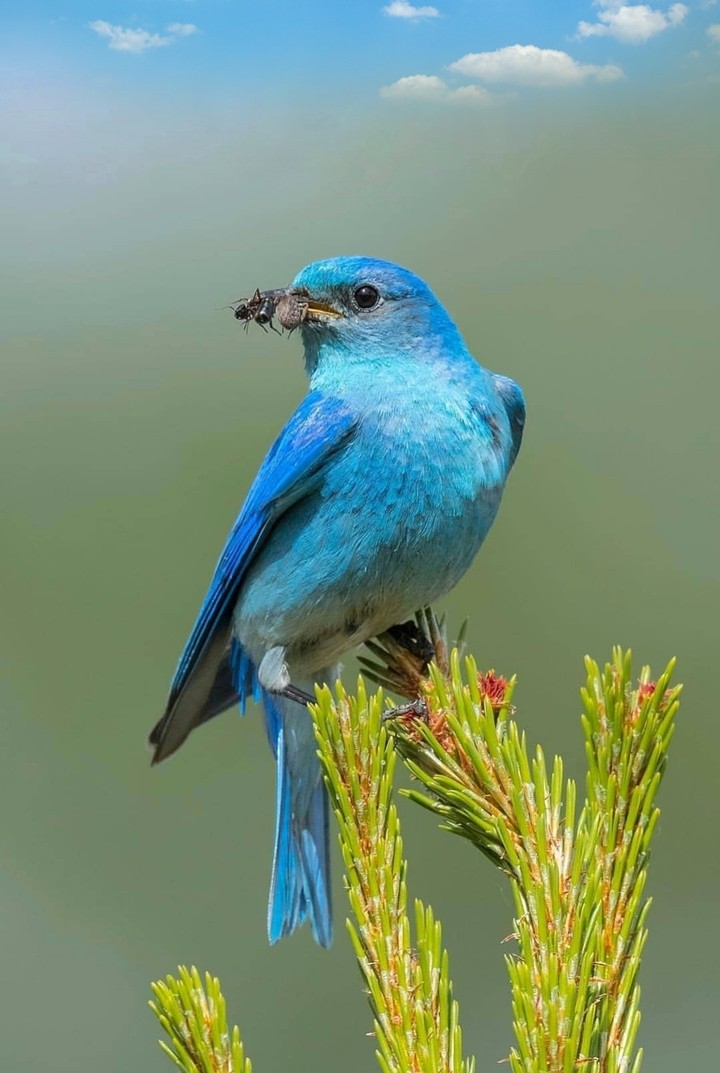 bird