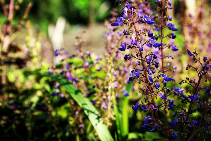 Blue flower