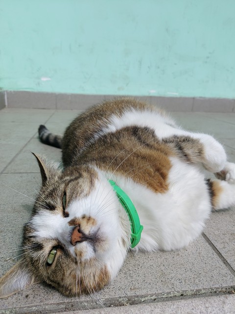 cat, animal Hintergrundbilder