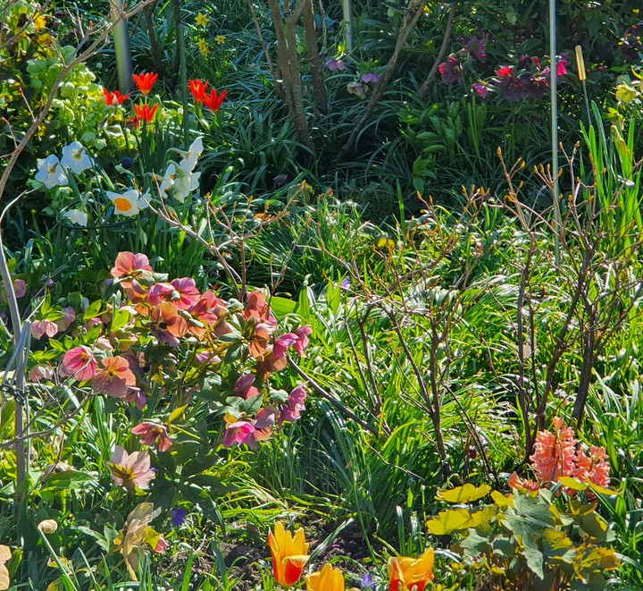 Garden flowers