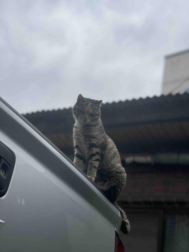 고양이