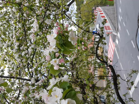Fiori di Primavera