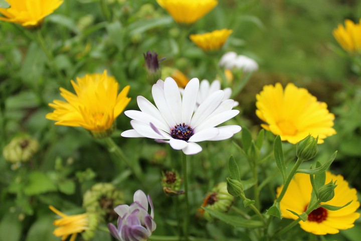 beautiful of flowers