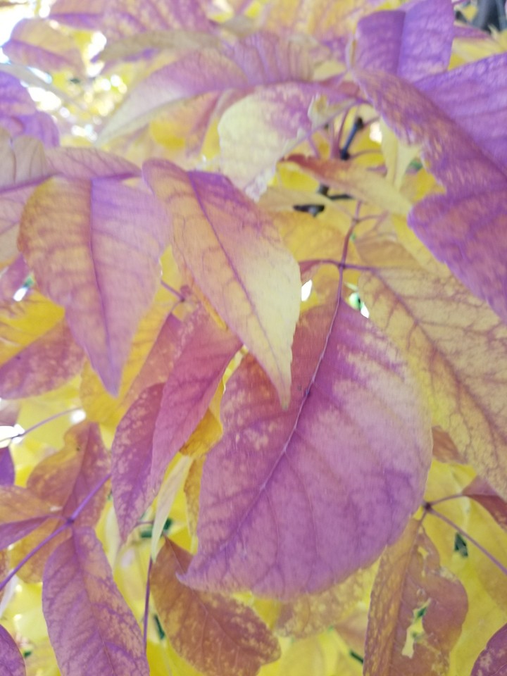 Fall Leaves Again