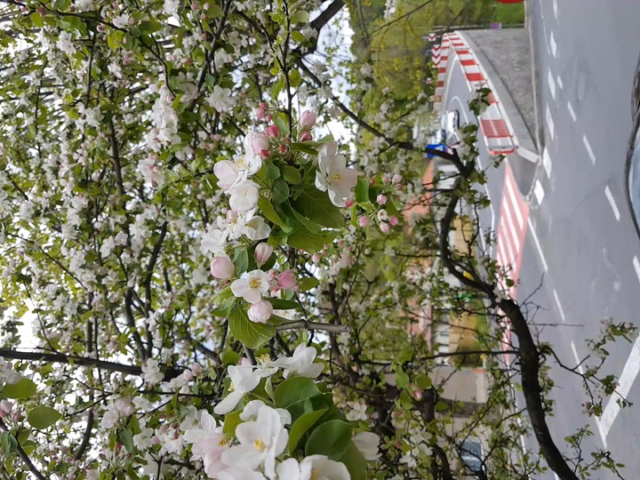Fiori di Primavera