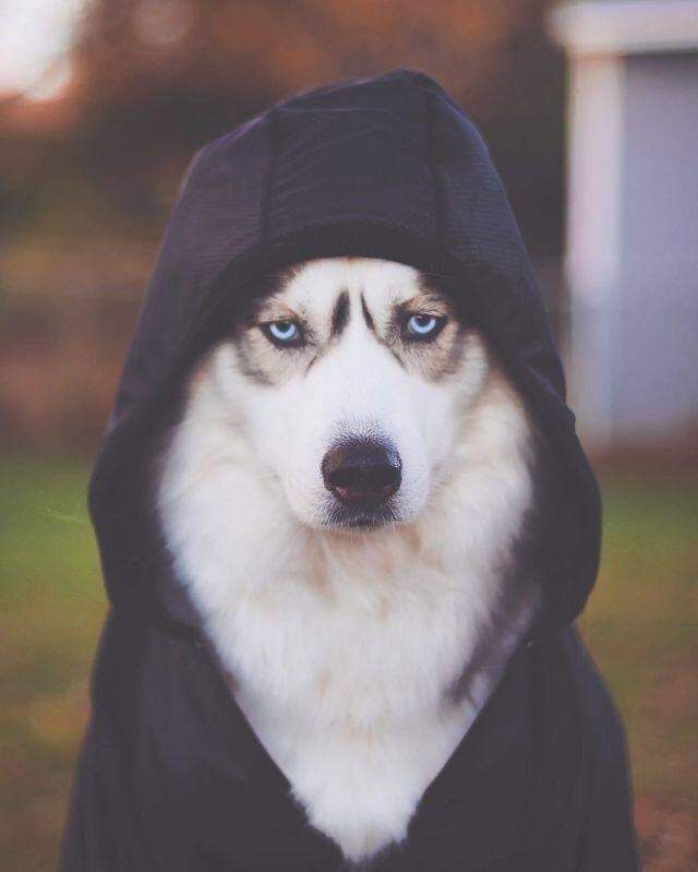 Dogo on Vibez