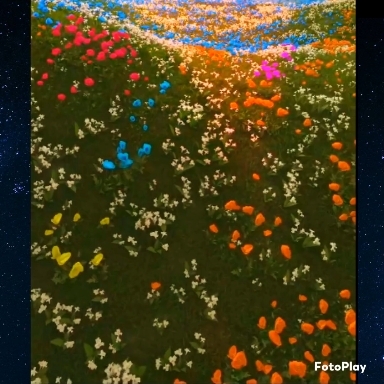 FLORES