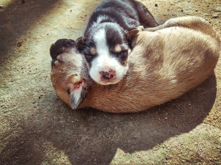 Puppies