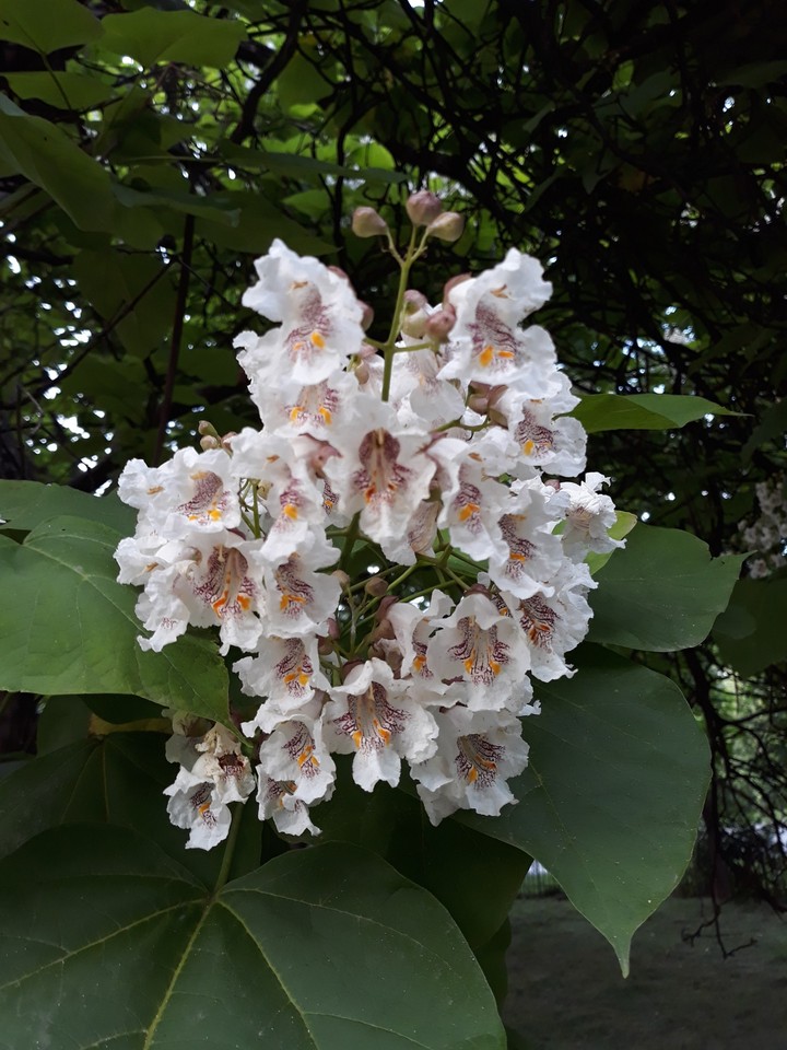 tree flowers