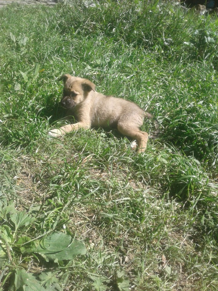 dog