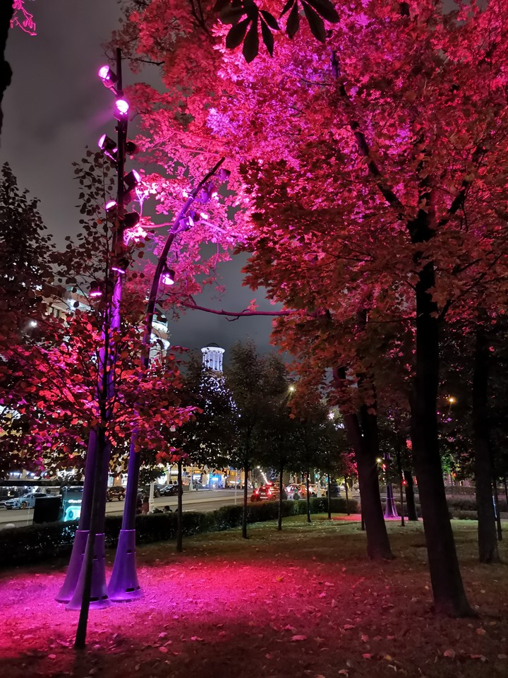 The trees