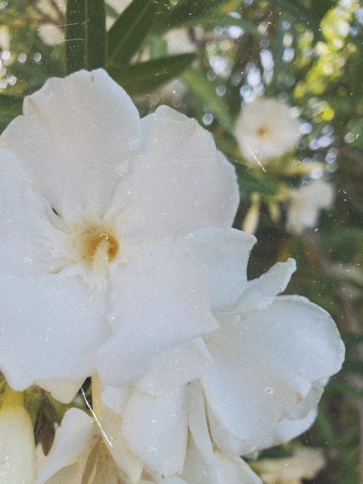 Bloom