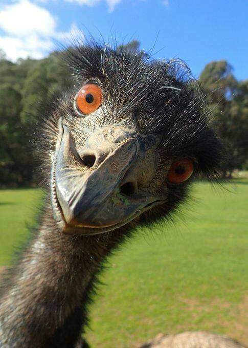 Hey
