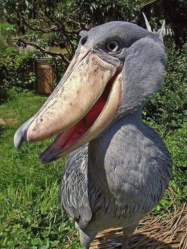 happy shoebil