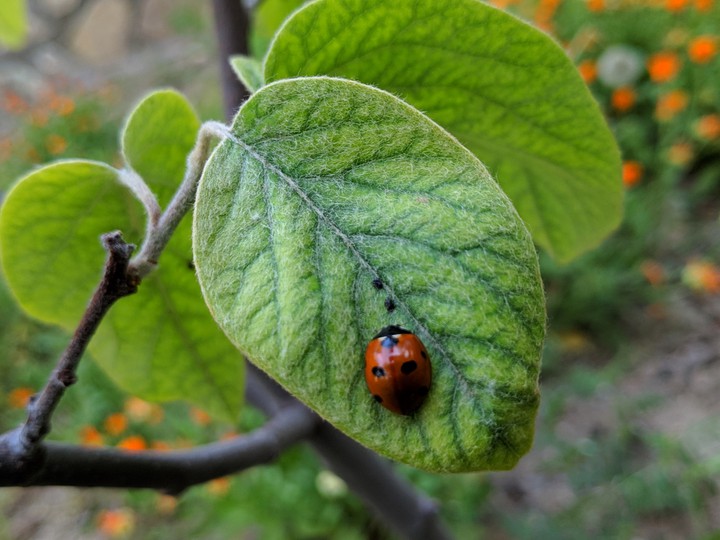 ladybird?