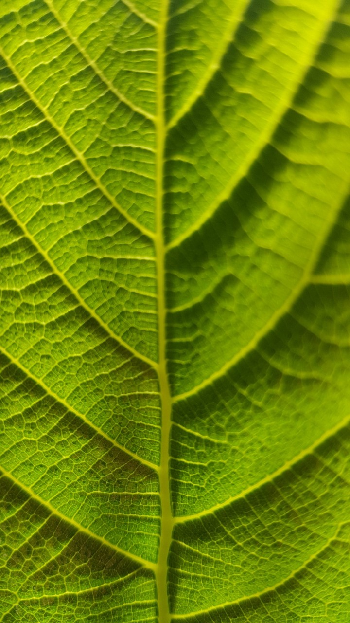 leaf