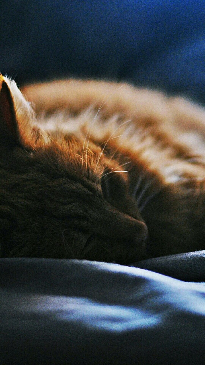 cat¤