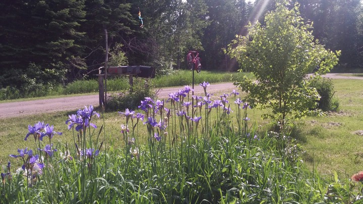 front yard