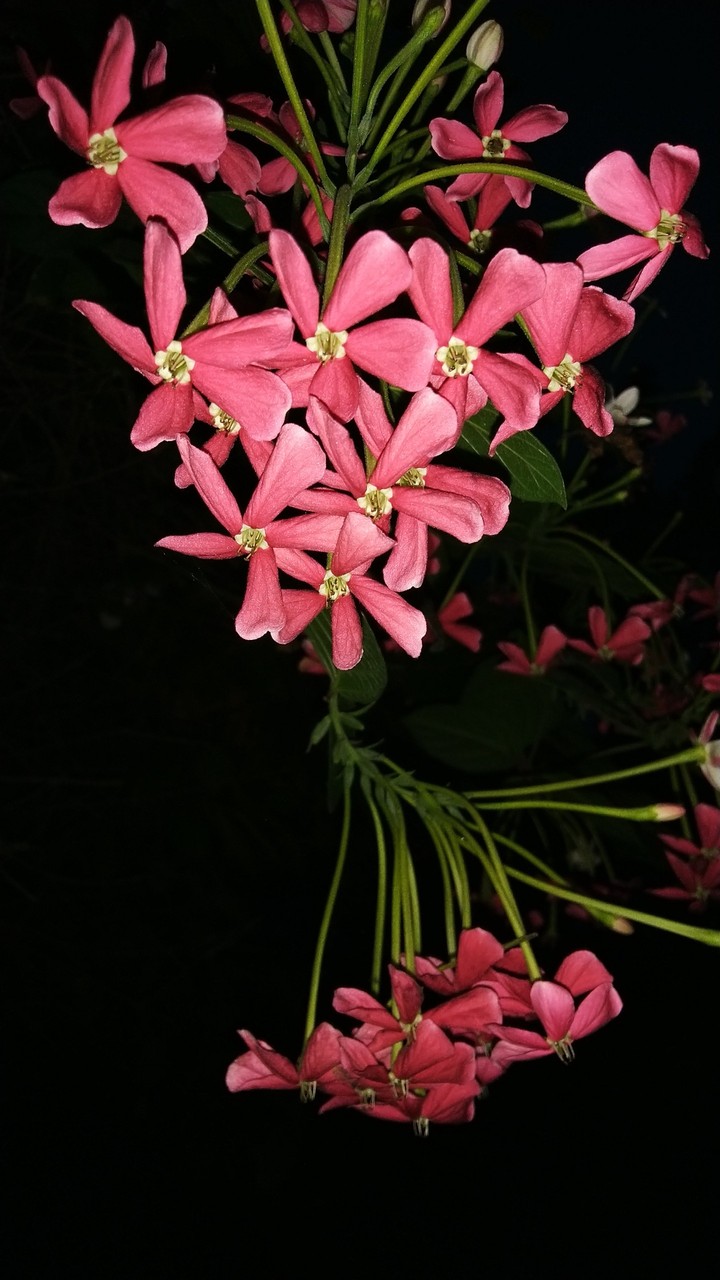 tiny flowers