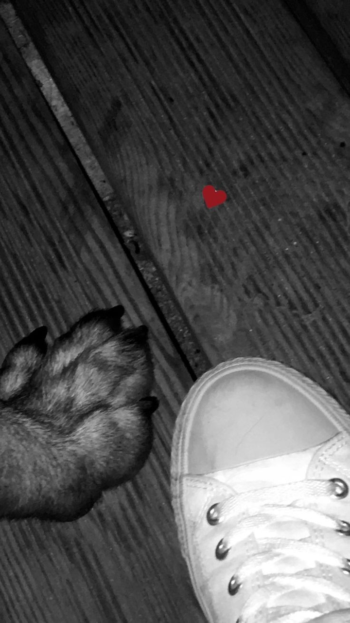 dog lovers.