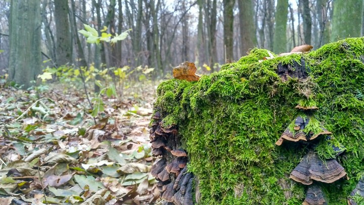 autumn