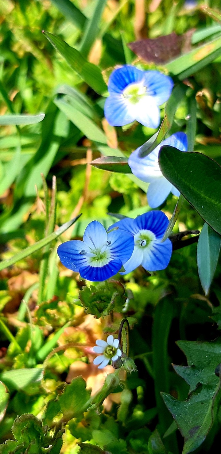 winzige kleine Blüten!!!!????