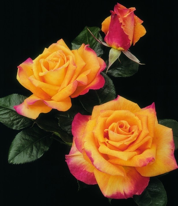 ⚘⚘⚘