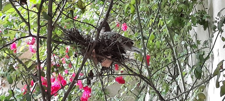 nest