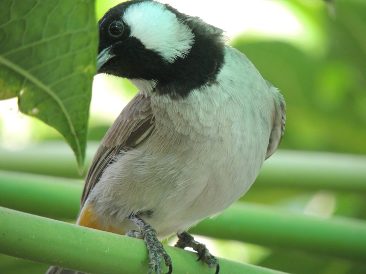bird