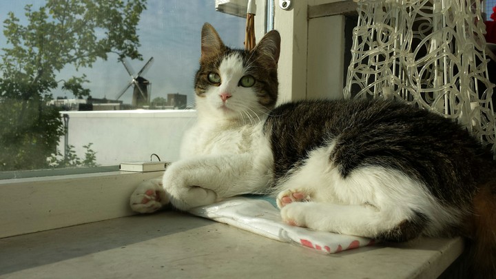 O Gato