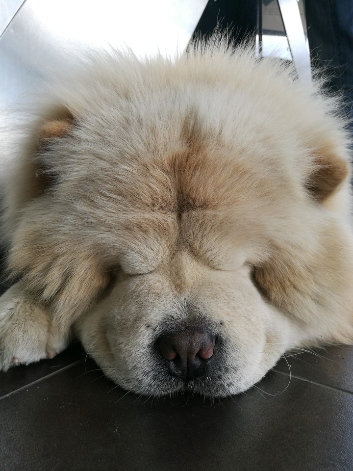 chowchow
